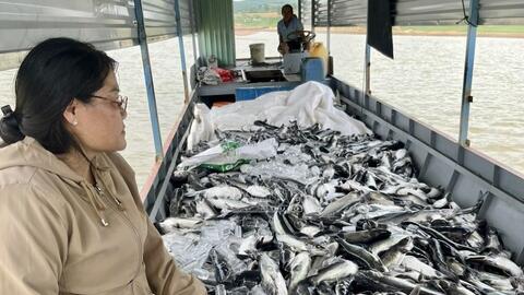 Hơn 25 tấn cá lăng chết bất thường trên hồ thủy điện Ya Ly