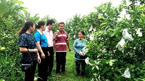 Ngọt thơm vị ổi ruột hồng 