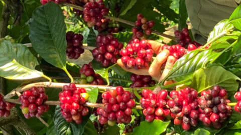 Giá cà phê trong nước áp sát mốc 122.000 đồng/kg