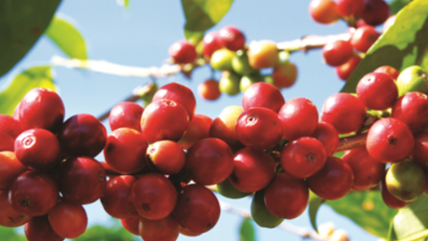 Giá cà phê lại quay đầu giảm mạnh trở lại