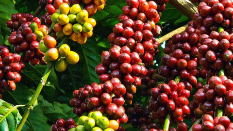 Đồng Real Brazil giảm, kéo sụt giá cà phê hai thị trường kỳ hạn, cà phê nội vẫn 'lao dốc'