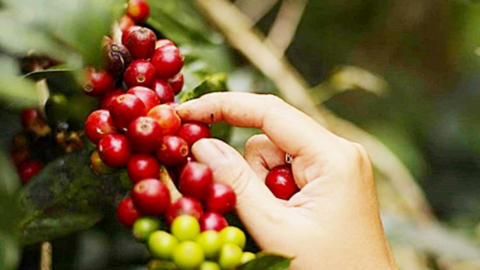 Tiềm năng Arabica tăng giá do lo ngại sản lượng Brazil, cà phê trong nước giảm nhẹ