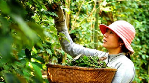 Giá tiêu hôm nay lại tăng vọt, Đắk Lắk, Bình Phước, Đắk Nông đạt đỉnh mới