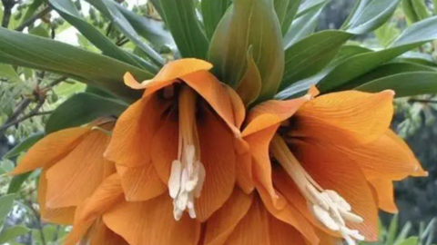 Lên núi thấy loại hoa này cứ đào rễ mà bán, thu ngay tiền tươi vài triệu đồng/kg