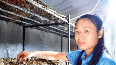 Mô hình trồng nấm rơm trong nhà hiệu quả bất ngờ 