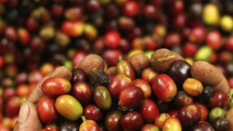 Kim ngạch xuất khẩu cà phê của Việt Nam năm 2024 được dự báo ở mức kỷ lục