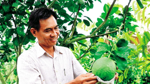 Làm giàu từ cây bưởi da xanh 