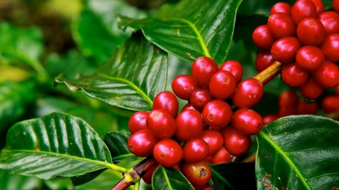 Giá cà phê đồng loạt tăng tại các địa phương trong tuần qua