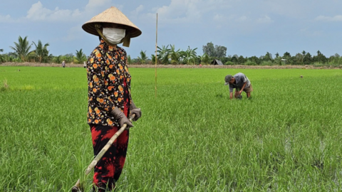 Chủ động giải pháp cho vụ lúa thu đông hiệu quả 