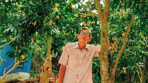 Sống khỏe nhờ trồng thanh trà ngọt ra trái nghịch vụ 