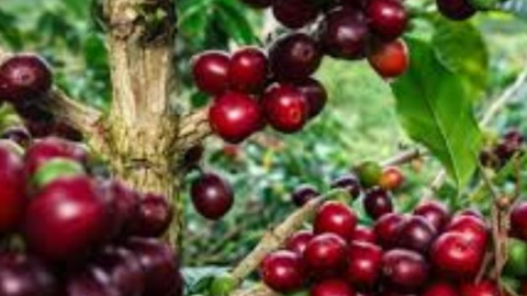 Giá cà phê trên hai sàn giao dịch thế giới tăng mạnh do nguồn cung thắt chặt