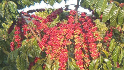 Robusta bước vào chu kỳ tăng giá mạnh mẽ trong 18 tháng qua