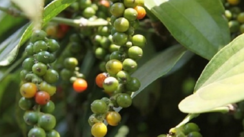 Giá hạt tiêu tiếp tục biến động, nhìn Đắk Nông, Đắk Lắk để "soi" giá tiêu cao nhất