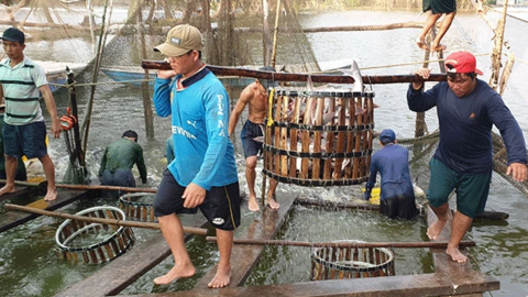 Sản lượng thủy sản tăng 2,7% so cùng kỳ 