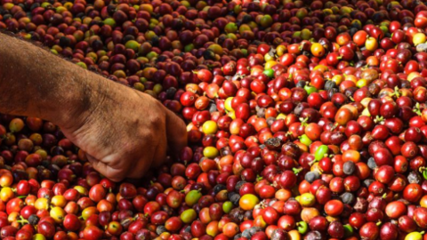 Chuyên gia cảnh báo tình trạng người trồng cà phê chạy theo lợi nhuận nhất thời