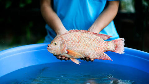 Nuôi cá điêu hồng: Giải pháp quản lý trong giai đoạn chuyển mùa