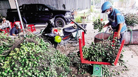 Giá trái cau non tăng mạnh, ổi tăng giá, sầu riêng bán được giá cao 