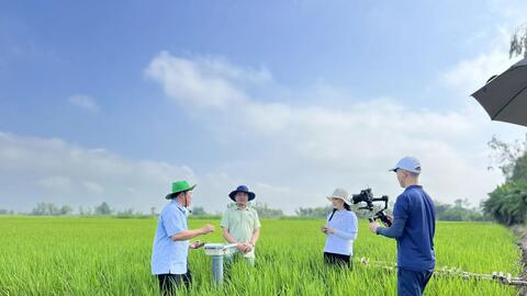 Tín hiệu tích cực từ vụ lúa hè thu ở Kiên Giang 