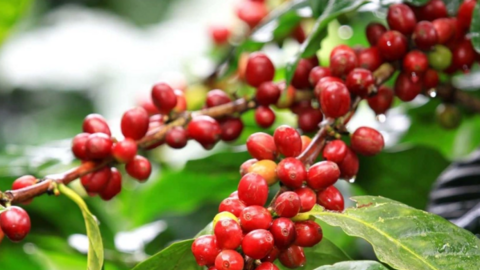 Thị trường cà phê nội địa cùng tăng 700 - 800 đồng/kg