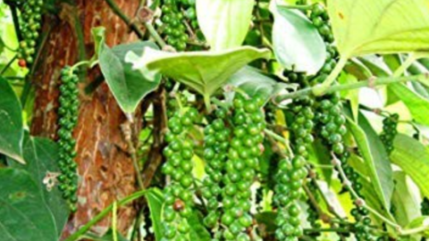 Giá tiêu đột ngột tụt sâu, chỉ còn Đắk Lắk một mình một giá cao nhất