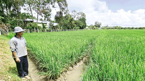 Chủ động các giải pháp sản xuất lúa thu đông thắng lợi 