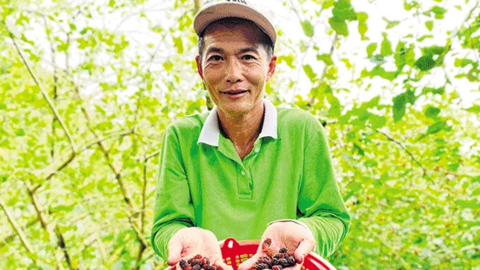 Chuyển đất lúa sang trồng dâu tằm nâng cao thu nhập 