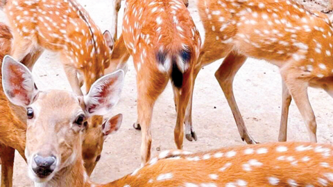 Triển vọng nuôi hươu sao lấy nhung ở Sóc Trăng 