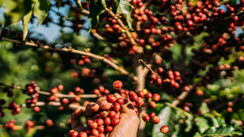 Giá cà phê tiếp tục đồng loạt tăng, sản lượng cà phê Việt thấp nhất 13 năm
