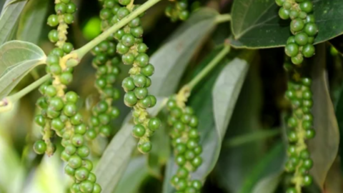 Giá tiêu xuất khẩu Việt Nam được điều chỉnh tăng mạnh, hoạt động thu mua hạn chế trước nghỉ lễ