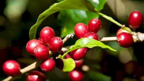 Giá cà phê vẫn tăng, thu mua cà phê ở Gia Lai và Đắk Nông cao nhất Tây Nguyên