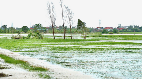 Thủ tướng chỉ đạo xuất cấp gạo hỗ trợ nhân dân vùng bão