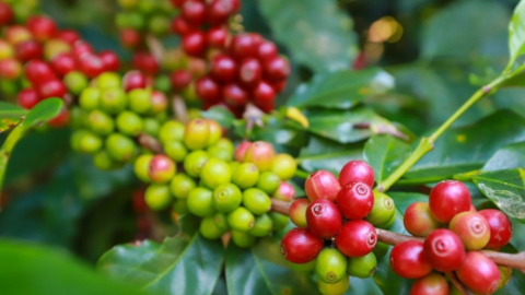 Robusta lại vượt kỷ lục, vụ thu hoạch của Việt Nam có thể không đúng hạn
