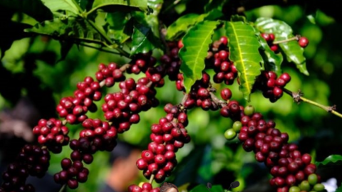 Giá cà phê duy trì ở mức cao và không chắc chắn về sản lượng vụ tới