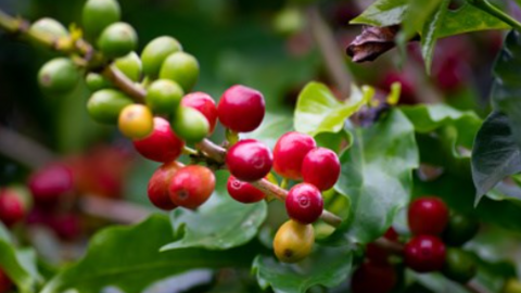 Robusta bật tăng mạnh, lợi thế lớn cho cà phê Việt Nam