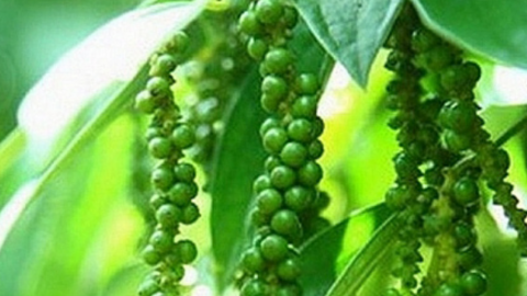 Giá tiêu đồng loạt giảm, nhu cầu khá yếu ở các nước nhập khẩu tiêu lớn