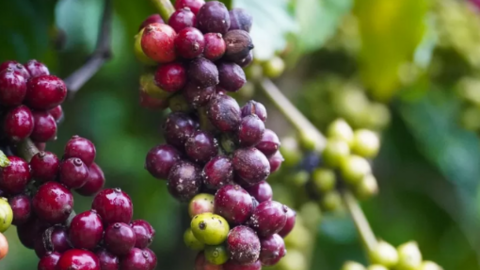 Giá cà phê đồng loạt điều chỉnh tăng trở lại