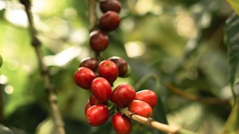 Cà phê bị đẩy mạnh bán ra, chỉ còn Đắk Nông giữ giá cà phê cao nhất hôm nay