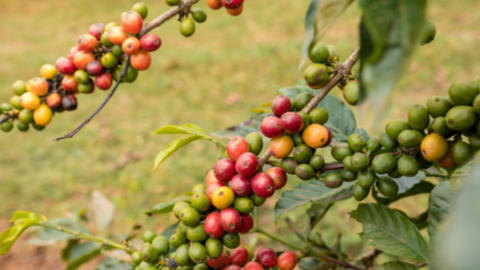 Nguồn cung cà phê trong nước thắt chặt, giá cà phê đồng loạt tăng lên