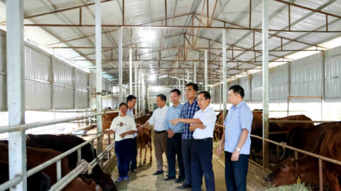 Than Uyên quan tâm phát triển kinh tế tập thể