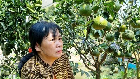 Trà Vinh:  Cam sành còn 2.000 đồng/kg, nông dân lỗ nặng 
