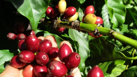 Giá cà phê đồng loạt bật tăng đầy bất ngờ