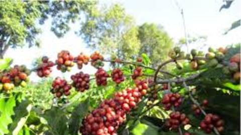 Sắc xanh trở lại với thị trường cà phê trong nước và thế giới