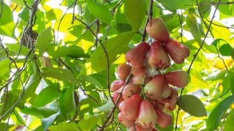 Đây là loại quả phổ biến, giá rẻ ở Việt Nam, ở Trung Quốc đắt gấp 6 lần, được coi là “vua trái cây”