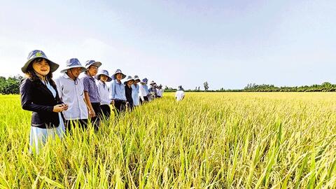 Phối hợp đồng bộ thực hiện hiệu quả Ðề án 1 triệu héc-ta lúa chất lượng cao 