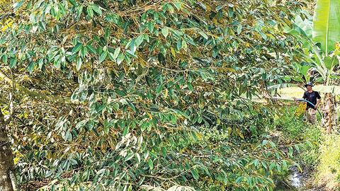 Chăm sóc vườn cây ăn trái mùa nắng nóng 