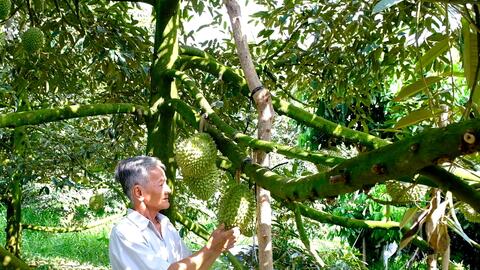 Phong Điền thu hoạch hơn 19.000 tấn trái cây 