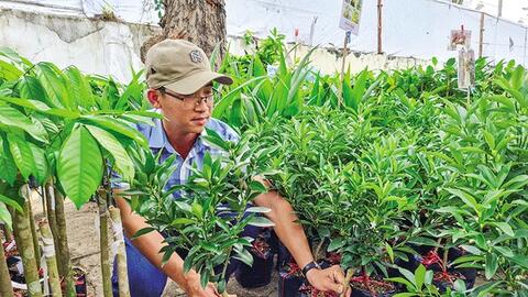 Bảo vệ vườn cây ăn trái trong mùa mưa, bão 