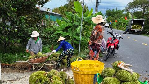 Để ngành sầu riêng phát triển bền vững 