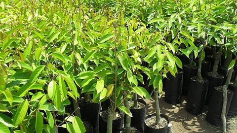 Cây giống sầu riêng giả, thiệt hại thật!