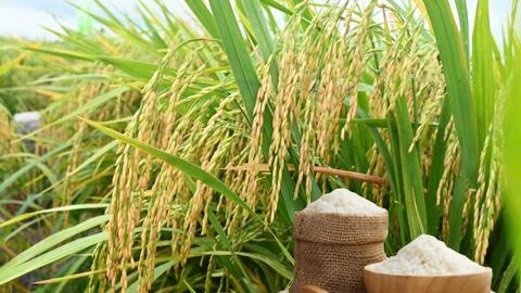 Giá lúa gạo hôm nay ngày 22/6 và tuần qua đều tăng